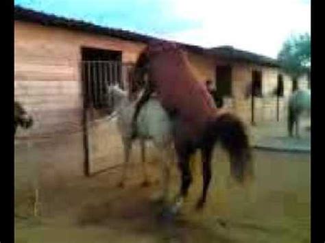 sborrata di cavallo|Scopata e sborrata da un cavallo..che esperienza!.